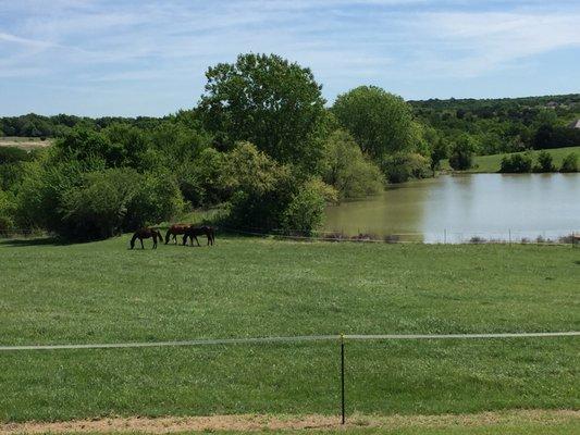 horse heaven