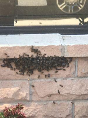 Mountain View Bee Removal