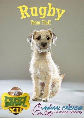 Rugby, our Puppy Bowl star!