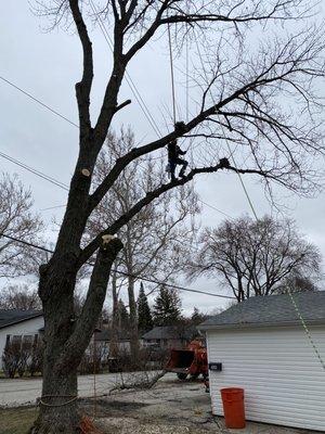 Certified arborist climbing in Grayslake, IL