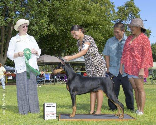 Rogue the Doberman Loves Huntington Park Dog & Cat Clinic