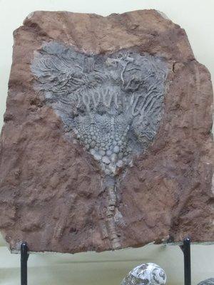 Crinoid fossil