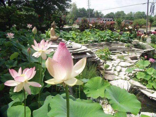 Lotus in Bloom @ Display Pond