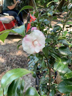 Camellia Betty Ridley var.