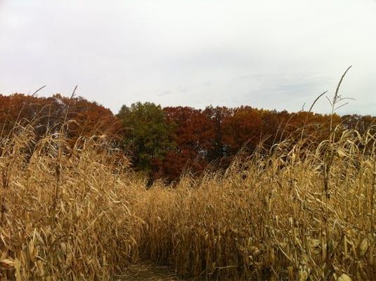 Inside the corn maze