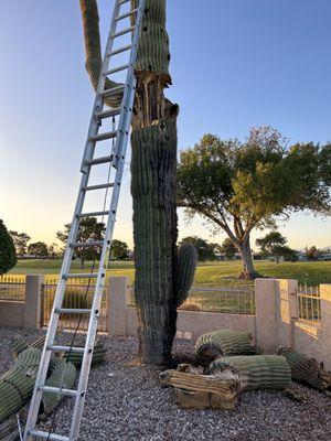 Cactus has gotten old; Libra Landscaping LLC has to put it down.