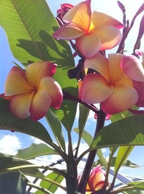 Ralph's Rainbow, It's a great bloomer of mine.