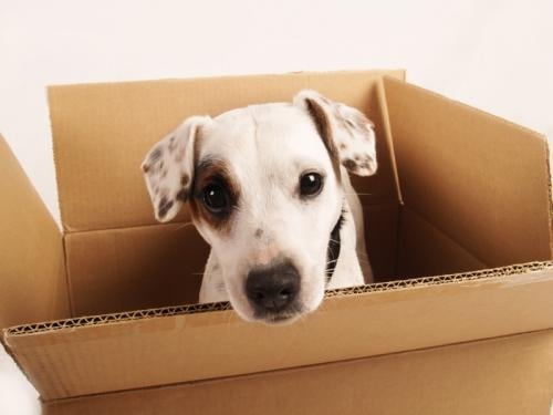 Special tips when you moving with pets!