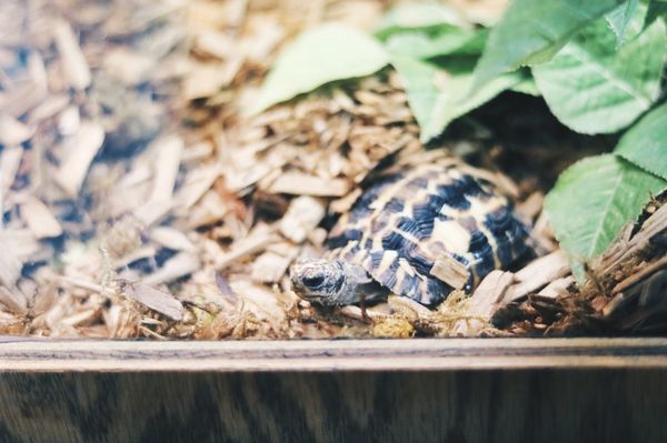 Tortoise.