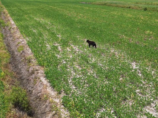 You may get attacked by horse flies when you step out of your vehicle but it's worth photos of the bears!