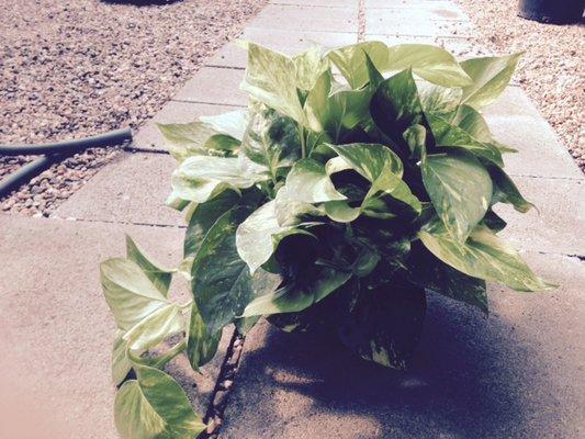 Pothos Ivy in all sizes is always in stock. call foro pricing 281-558-1500