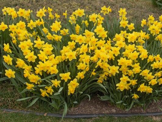 Beautiful spring flowers!