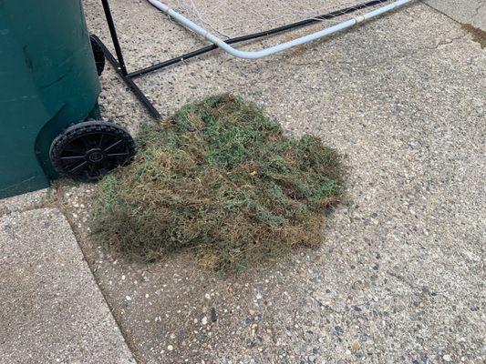 Pile of weeds we picked out of the side yard ALONE!