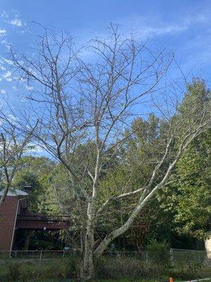 Large cherry dropping limbs before the trimming