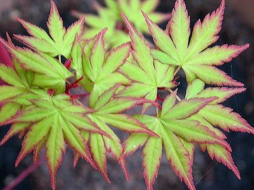 Sango Kaku Japanese Maple in spring