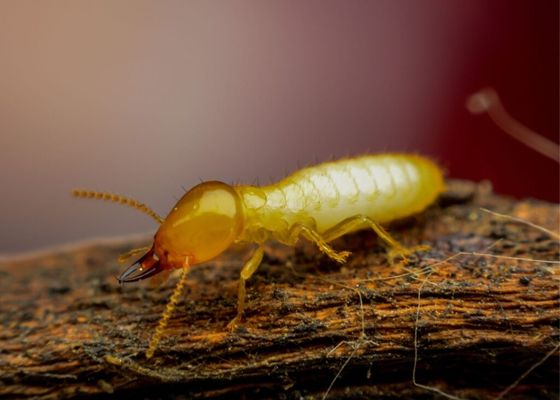 Popcorn Park Termite Removal Experts