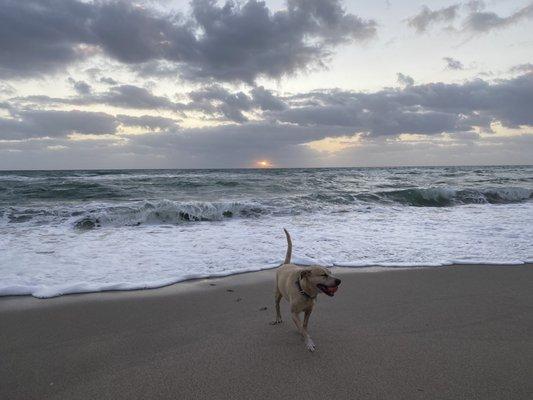 Hollywood Dog Beach