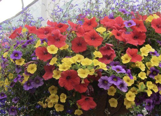 Hanging baskets locally grown