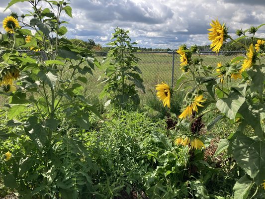 plant diversity is one of the greatest things you can do in your garden. It assists with pollinator food and habitat.