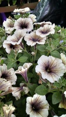 30.00 dollars for petunias! Come onnnn!