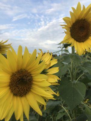 Sunflower field