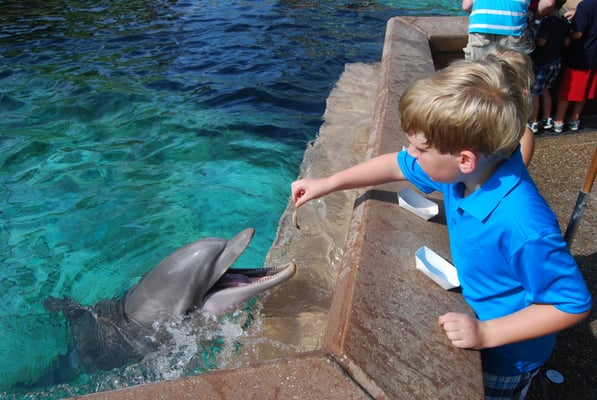 feeding dolphins at Sea World Orlando