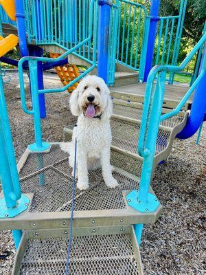 Our Golden Doodle Remi!