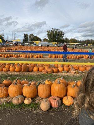 Pumpkin patch