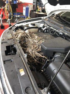 Before picture. Amazing bird nest!!