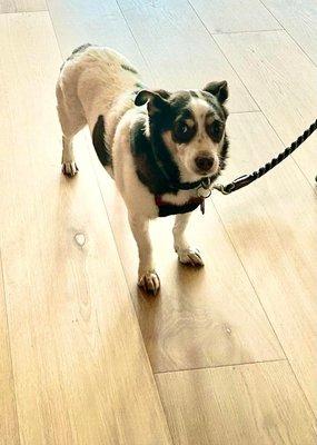 Sparky approves of his homes new flooring!