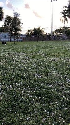 Incoming pup at high speed!