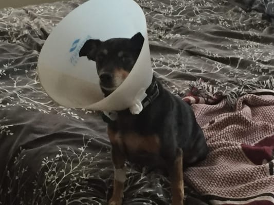 The cone of shame