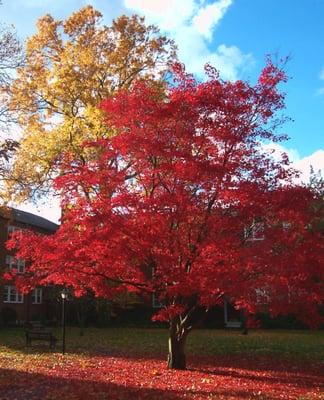 English Village in Fall