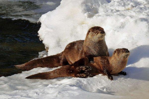 Momma River Otter and one of her pups