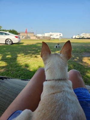 Sitting in front of my trailer with Bella, my Chihuahua, just chillin'