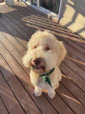 Goldendoodle cut