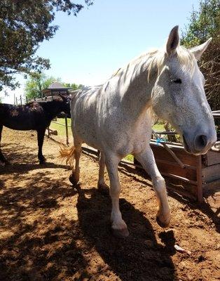 A couple of horses at the stables hearts