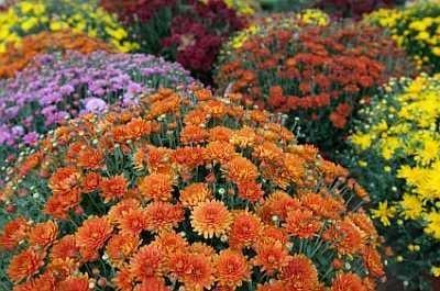 fall mums