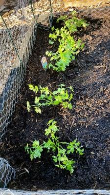 Pasadena Community Garden