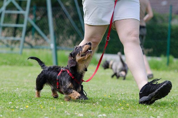 Commands Your Dog Needs to Know Before Your Next Walk