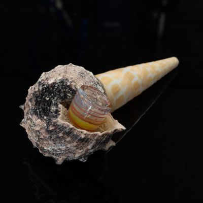 Where else can you find a seashell hand pipe