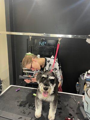 Kat working on this beautiful Schnauzer!