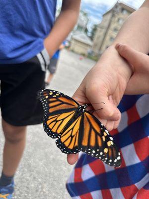 MLA kids observed butterfly metamorphosis and released the Monarch Butterfly to the school garden.