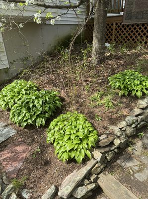 Mulch Bed Before (2)