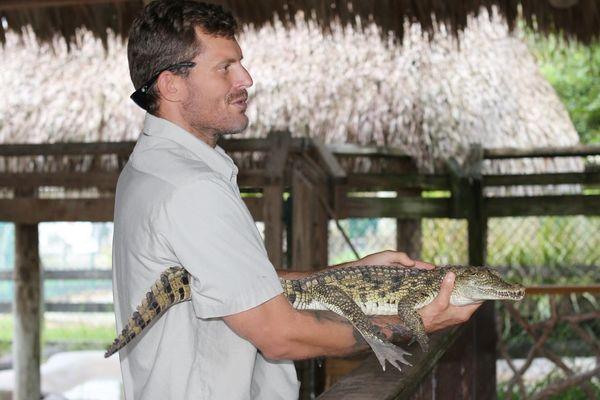 Baby crocodile