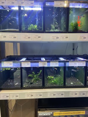 Assortment of freshwater fish for small aquariums