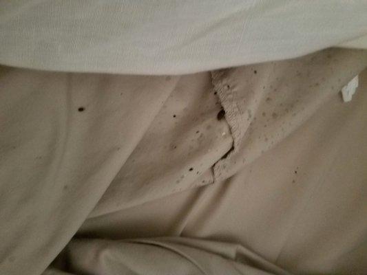 This is a picture of their sheets with bedbugs and blood from being bit 1 week after they moved back in from having the place fumigated.