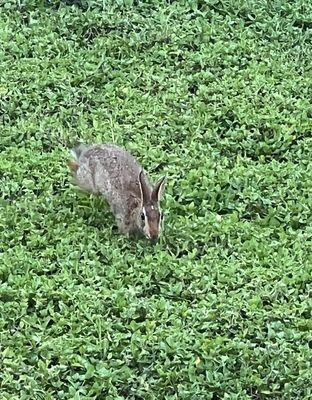 This was our yard when it was properly mowed two weeks prior.