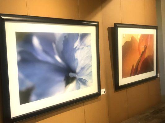 Fine Art photo, Delphinium