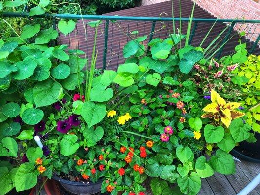 Flowers are gorgeous in their patio